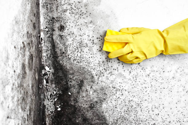 Best Crawl Space Mold Remediation in Lincoln, MT